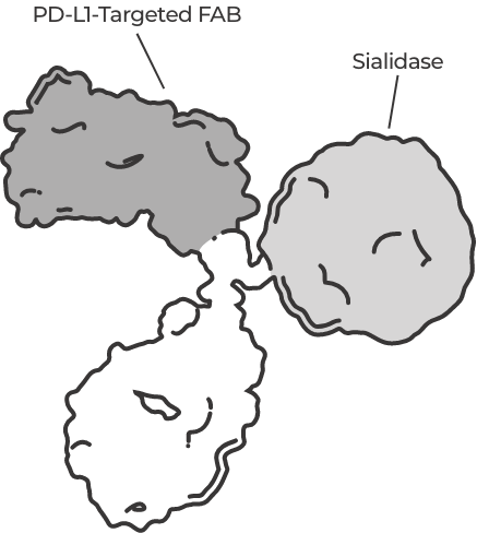 PD-L1-Targeted Sialidase